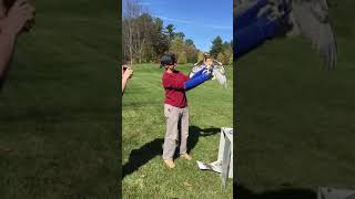 Red-Tailed Hawk Release