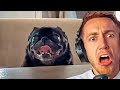 WEIRDEST DOG EVER! Miniminter Reacts To Daily Dose Of Internet