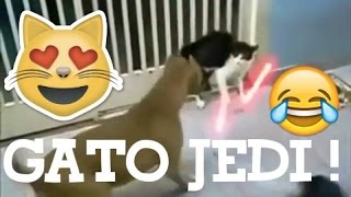 O Gato Jedi - Vídeos Do Zap Zap