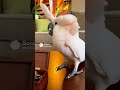 Müzik kutusunu açıp dans eden papağan! #papağan #viral #fypシ #fypage #fyp #fypシ゚viral #keşfet #funny