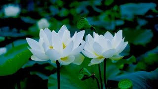 15 mins morning delta waves meditation music for morning wake up and positive energy boost.