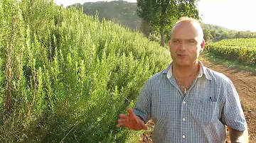 Quante piante di rosmarino per ettaro?