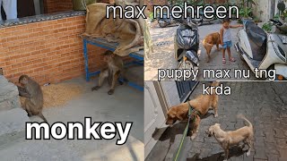 Monkey 🐒 max mehreen masti puppy max nu tng ਕਰਦਾ #penduvlog #punjabi #vlog
