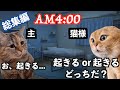 【猫ミーム】猫を飼うと休日も平日もこうなる_総集編!
