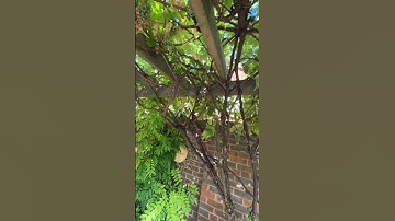 Old grape vine with a huge amounts of grapes 🍇 #gardening #grape #wine #lawncare #satisfying