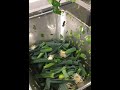 Leek waste vacuum transport HYTT