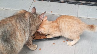 Cats Kittens Are 812 729 628 611 563 487 372 334 234 104 83 395 328226192