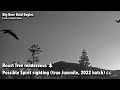 Big Bear🦅Roost Tree Rendezvous🌲Possible Spirit Sighting (True Juvenile, 2022 Hatch)👀2022-09-14