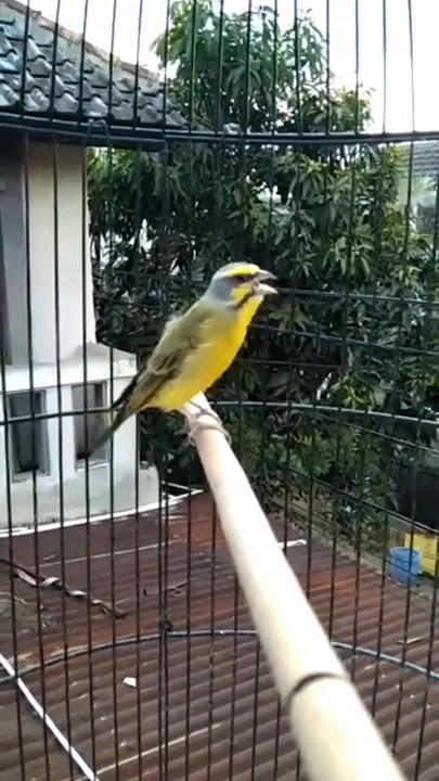 suara burung mozambik gacor 🔴masteran muraibatu