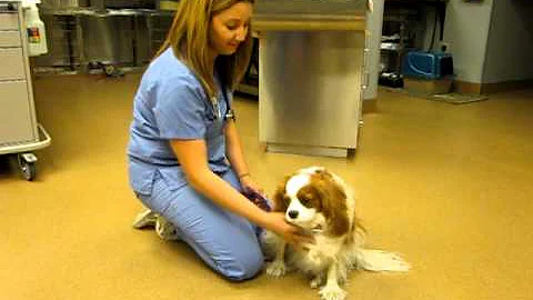 Cavalier King Charles with syringomyelia