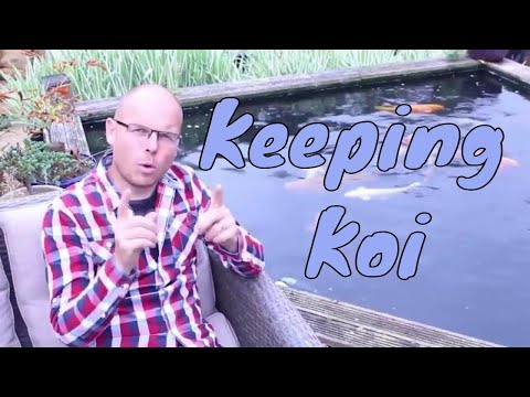 Keeping Koi Carp - Nishikigoi Koi Fish Care - Koi Fish Pond