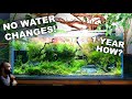 NO WATER CHANGES for a YEAR!! Ecosystem Aquarium How To