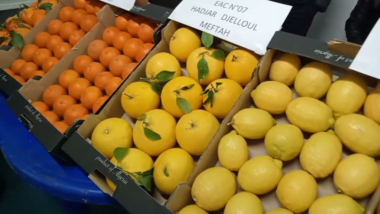 السلام عليكم و رحمة الله و بركاته رمضان مبارك للجميع معرض بليدة للحمضيات 🍊🍋 خبرات بلادي ما شاء الله