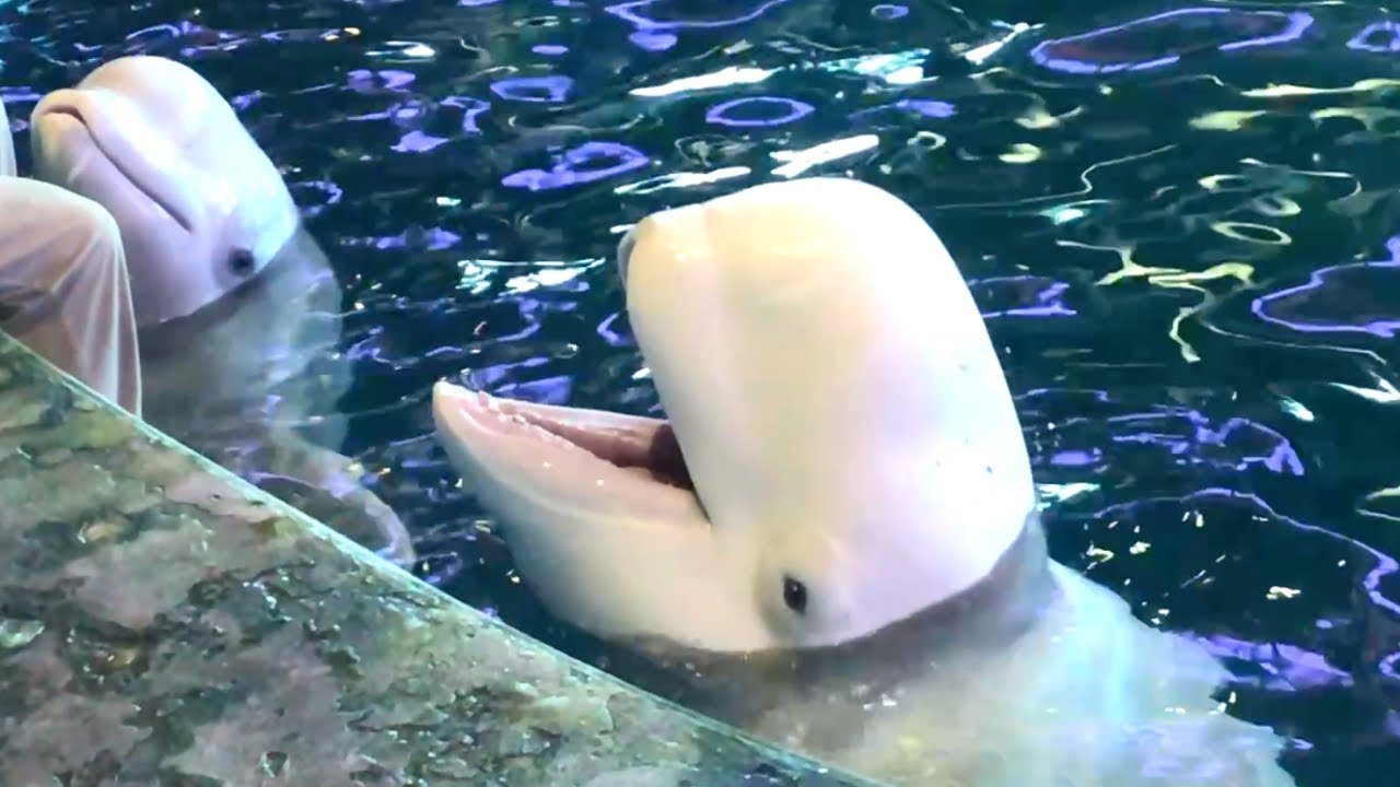Beluga Whales in Shedd Aquarium, Chicago YouTube