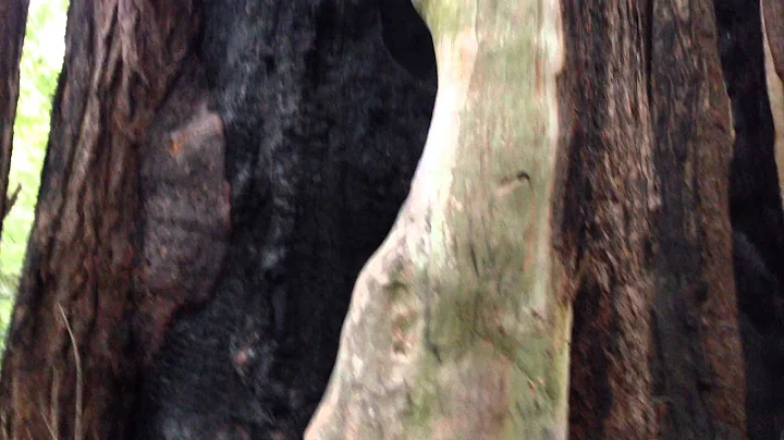 Reiki in the Redwoods with Reiki Master/Teacher, S...