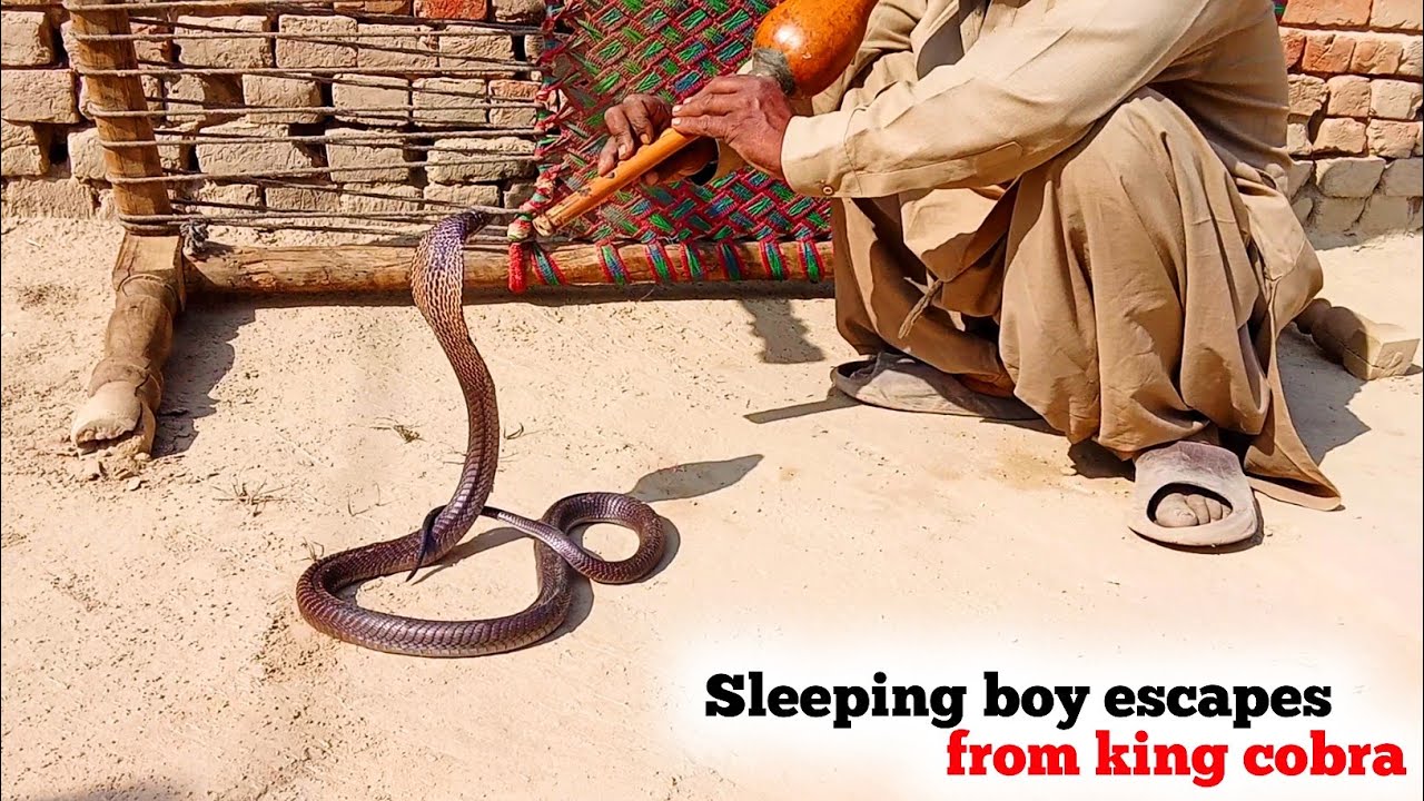 King cobra snake rescue video | Pakistan Snake Rescue | @Cobrarescuetv 