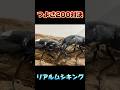 つよさ200対決　ギラファノコギリクワガタVSタランドゥスオオツヤクワガタ　#shortvideo #クワガタ