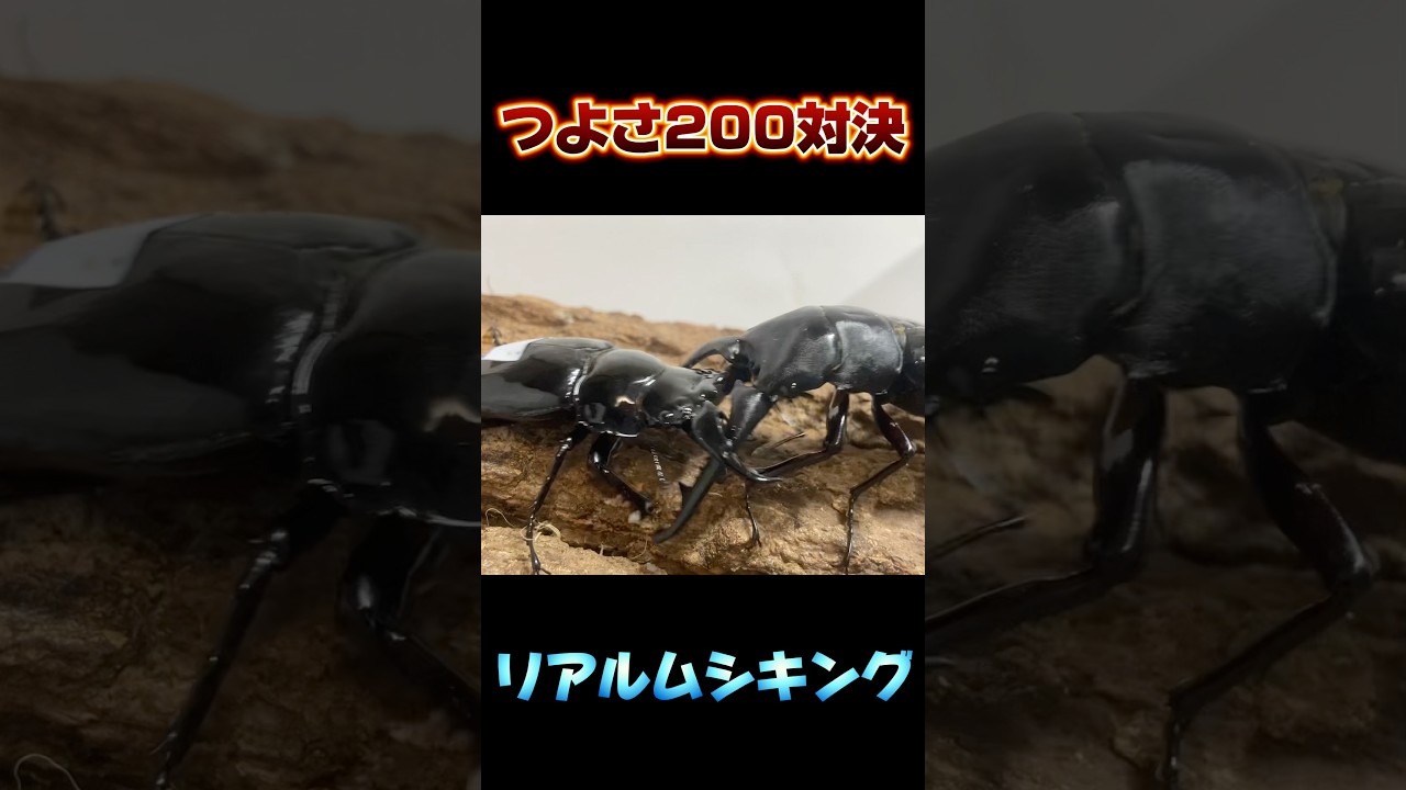 つよさ200対決　ギラファノコギリクワガタVSタランドゥスオオツヤクワガタ　#shortvideo #クワガタ