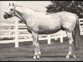 25 Greatest American Race Horses