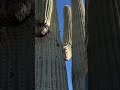 Sunny Saguaro in the Sonoran Desert #nature #arizona #saguaro #mysteriousnature #hiking