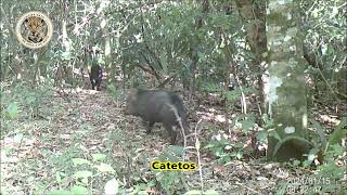 Casal de irara preta, catetos, cutia e mais  #cateto #fauna brasileira#câmera armadilha#wildlife