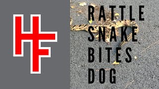 Rattlesnake Bites Dog