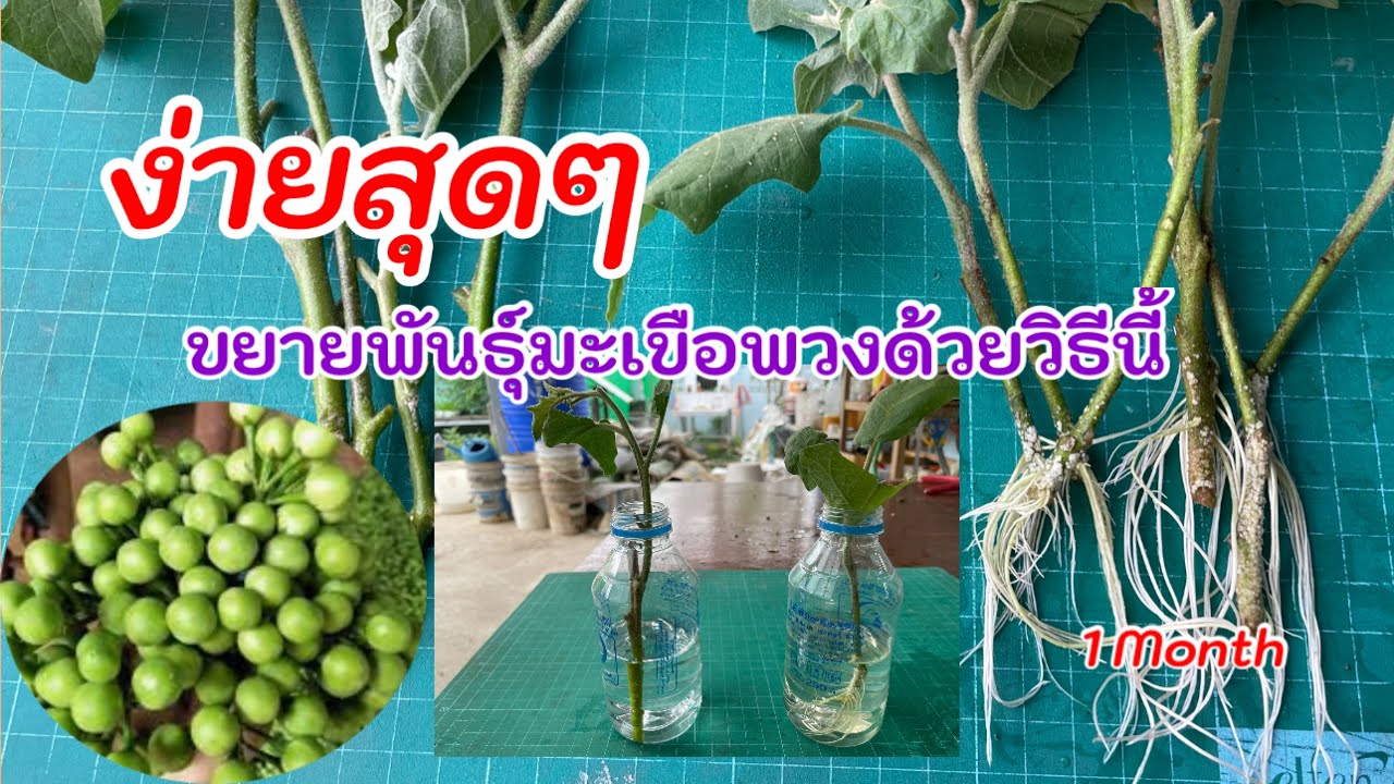 359/ ง่ายสุดๆวิธีขยายพันธุ์มะเขือพวงแบบไม่ต้องเพาะเมล็ด ไม่ต้องตอนกิ่ง รากออกตรึม /ตั้มเกษตรพอเพียง