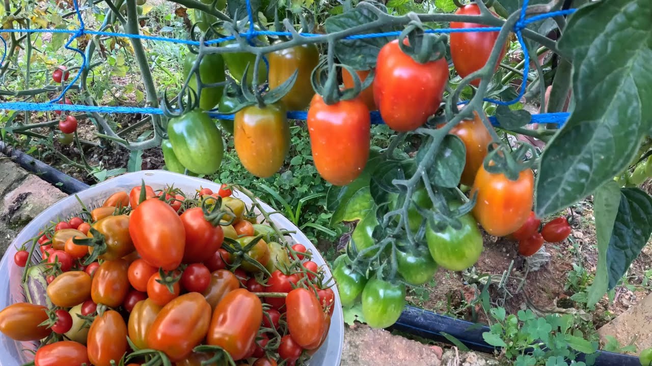 CÀ CHUA rớt hạt mọc hoang mà trái “khủng” thế này – giống xịn cỡ nào nữa?