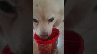 Ceyss Etli̇ Yaprak Sarmasi Yi̇yoo