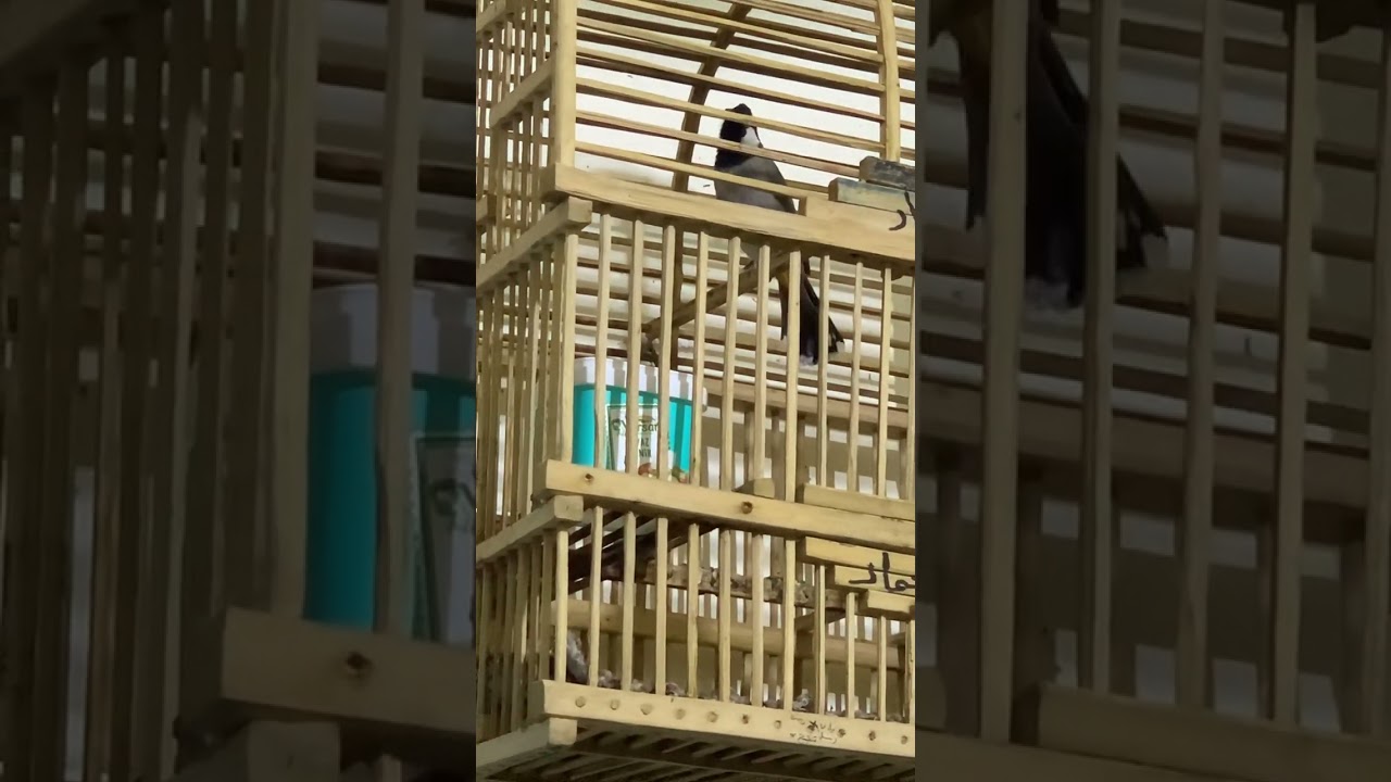 ٢٠ تشرين الأول، ٢٠٢٥