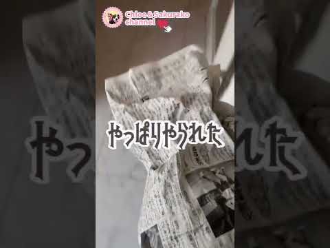 旬の白菜を丸かじり!?朝から大暴走のキャバリア可愛さ爆発!?