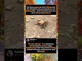 Puppy Play Fight: The Wild Side of Cuteness#foryou #fyp #animals #funny