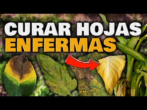 Video: ¿Debería quitar las hojas quemadas?