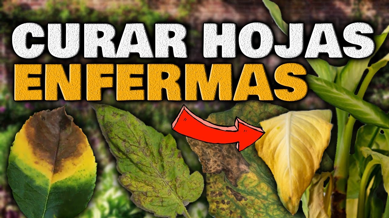CURAR las HOJAS de tus PLANTAS en Casa Hojas AMARILLAS, Se Secan