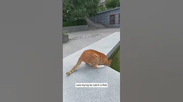 What The Cat Doing By The Pond 