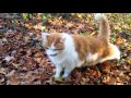 Chat turc de Van