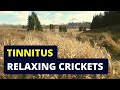 Tinnitus relief try listening to cricket sounds