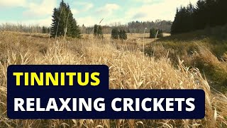 Tinnitus Relief? Try Listening to Cricket Sounds screenshot 4