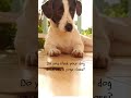 Dogs Yoga Class Dogyoga YogaWithPets Ytshorts Dogs Yoga Class Dogyoga YogaWithPets Ytshorts