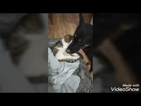 ჩემი თავგადასავალი - #დარჩი სახლში