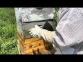 Opening a bee hive that hasn’t been opened in a while
