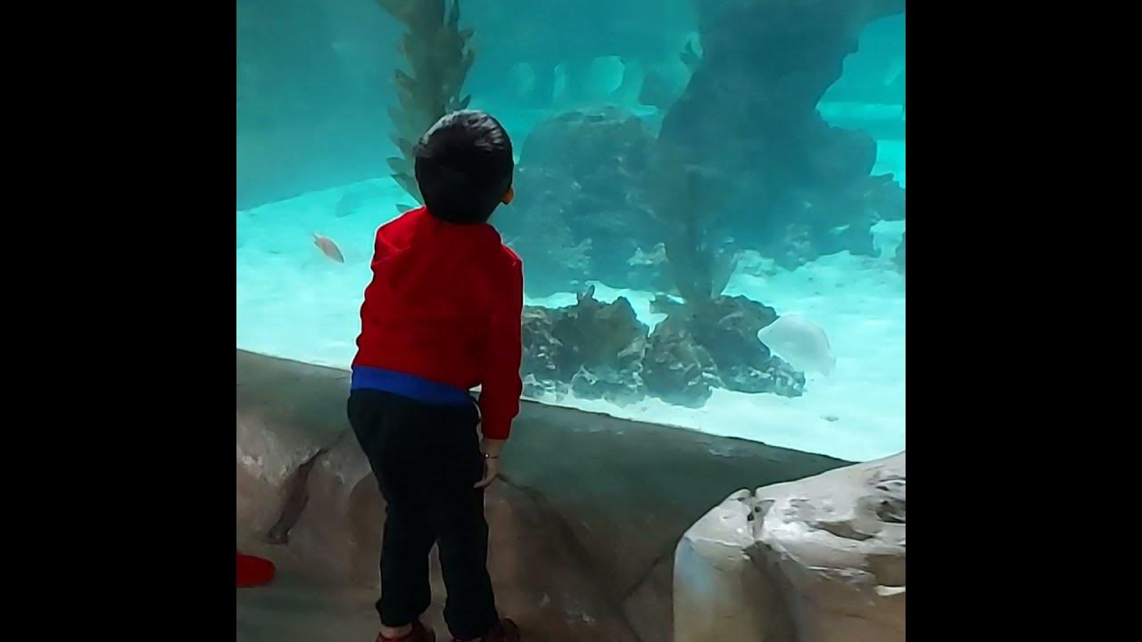 SeaQuest Woodbridge Aquarium YouTube