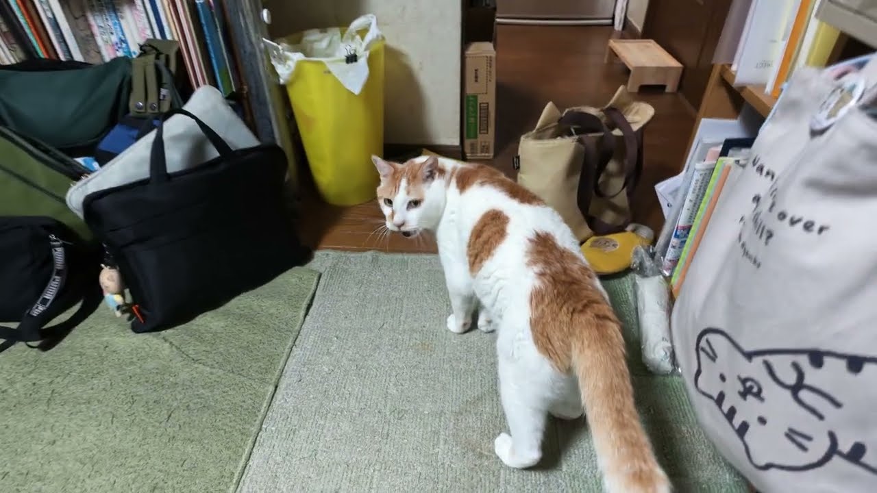 猫s(=^ェ^=) Insta360 Luna Ultra - YouTube