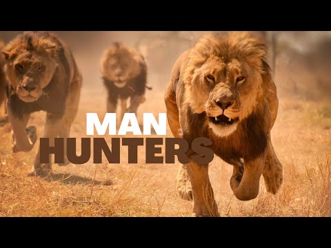 Historia Ya Kutisha Na Kusisimua Ya Simba Walioua Na Kuwala Watu Takriban 2 000 Huko Njombe