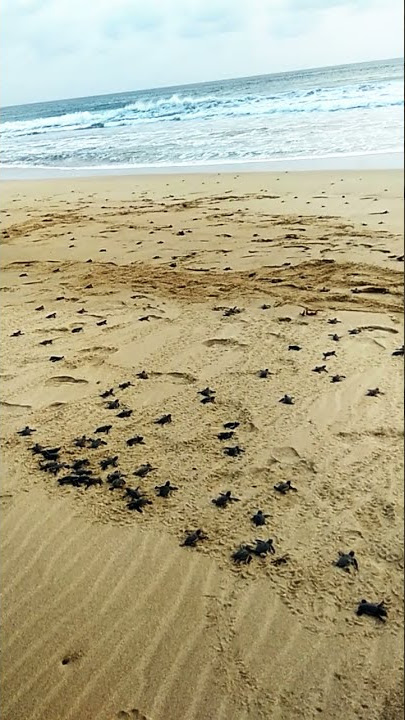 Serunya Pelepasan Bayi Penyu di Pantai Ujung Genteng
