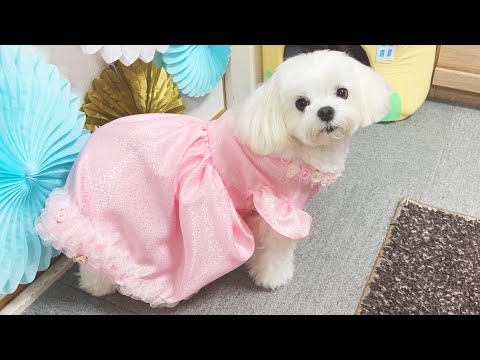 【祝4歳】愛犬のお誕生日会をしたら大はしゃぎで可愛すぎました【マルチーズ】