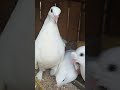 peace serenading as DOVES/Ornamental birds#youtubemadeforyou