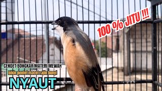 cendet gacor BONGKAR EMOSI PANJANG MEWAH JITU PANCINGAN CENDET AGAR BUNYI bikin BURUNG PENTET GACOR
