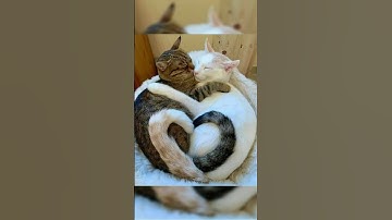 perfect things part 10.                        #sorts #video #viral