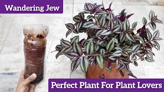 Wandering jew plant care & propagation, Perfect Permanent Plant For Lazy Gardener's 🤣🤣 screenshot 1
